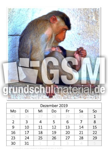 Dezember_Schweinsaffe.pdf